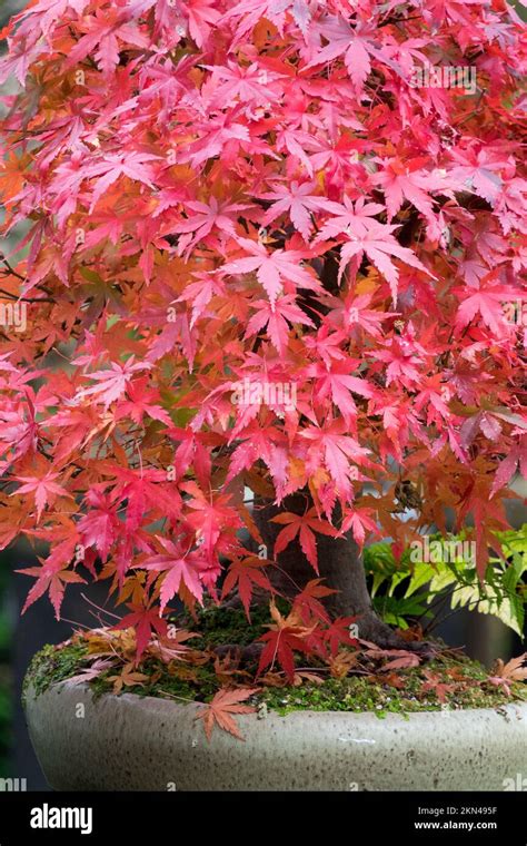 Autumn Japanese Maple Acer Palmatum In Pot Stock Photo Alamy