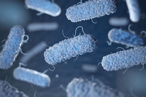 Salmonella And Candida Infections Alter Gut Microbiota Structure And