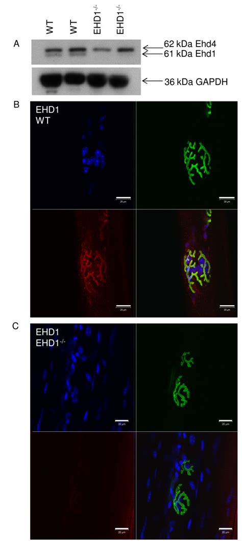 Eps Homology Domain Containing Ehd Is Expressed In Mouse Skeletal