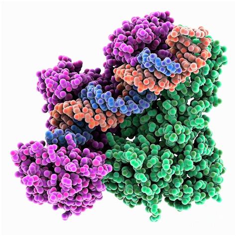 Hiv Reverse Transcriptase Complex Photograph By Laguna Design Science