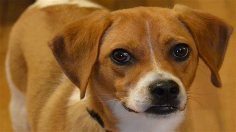 Jack Russell Beagle Mix Puppies