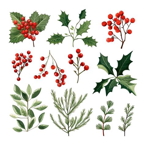 A Set Of Vector Elements With Christmas Holly Twigs Leaves Flowers Christmas Tree Twigs ...