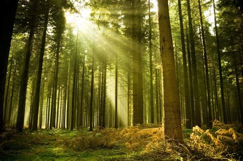 Increibles Fondos De Bosques | Fondos de Pantalla