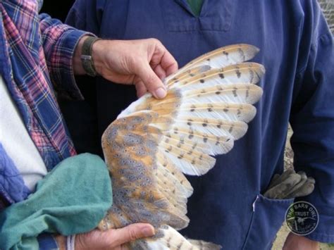 Barn Owl anatomy close-up photos - The Barn Owl Trust