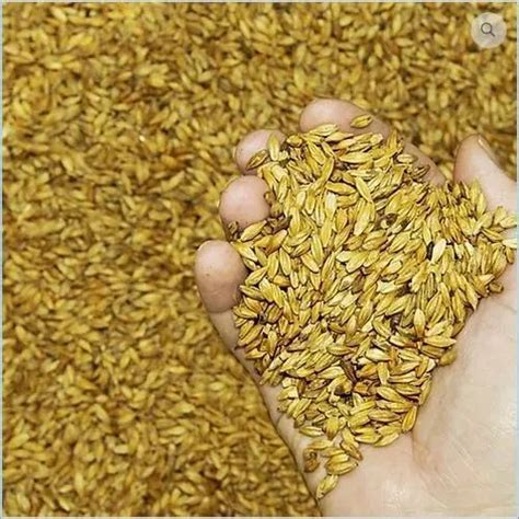 Barley Seeds at Rs 23/kg | जौ के बीज, बार्ली सीड - Sajl Agro Private ...