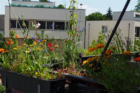 Small Garden Wonders: How to Create Miniature Landscapes in Urban Spaces