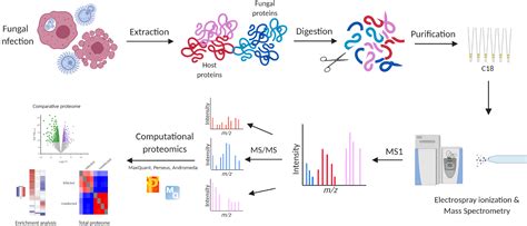 Label Free Quantitative Proteomics Workflow For Discovery Driven Host