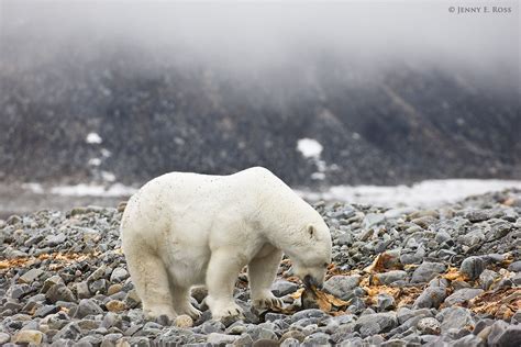 Polar Bears With No Ice Life On Thin Ice