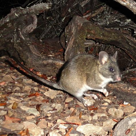 Dusky-footed Woodrat