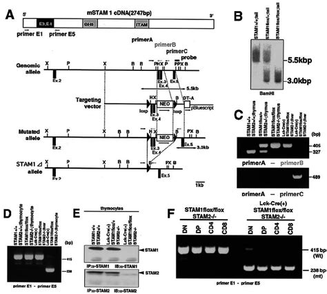 Generation Of T Cell Speci Fi C Disruption Of Both Stam1 And Stam2 Download Scientific Diagram