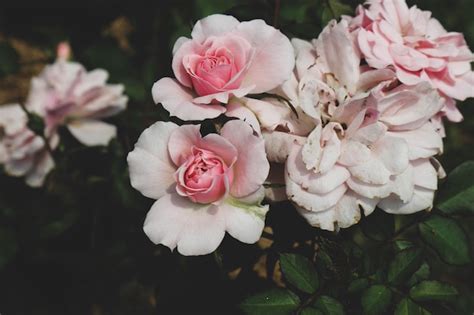 Premium Photo Purple Roses Are In Bloom Purple Roses Represent Charm