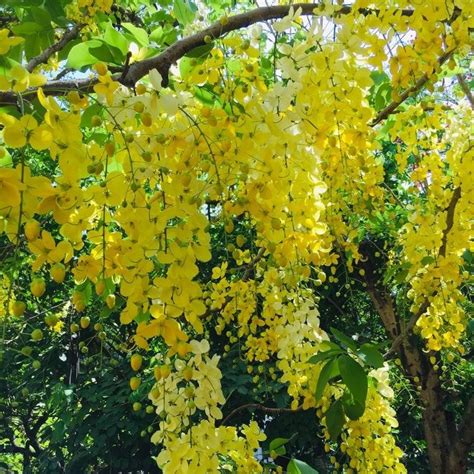 Cassia Fistula Golden Shower Mybageecha