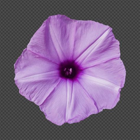 PSD De Viola Morada Formato Png 2 000 Plantillas PSD Gratuitas De