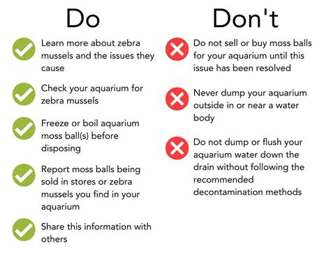 How To Control Zebra Mussels - Rowwhole3