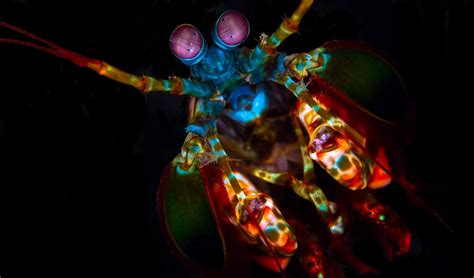 The Peacock Mantis Shrimp Is Not Here To Make Friends Australian