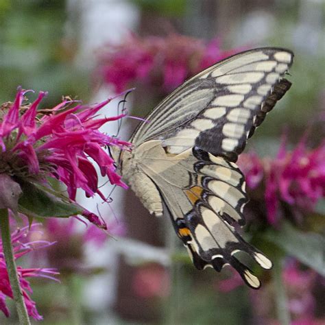 Papilio cresphontes - The Giant Swallowtail