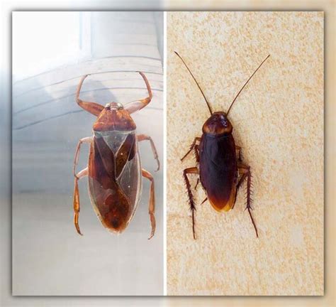 How to Tell the Difference Between Roach and Waterbug easily