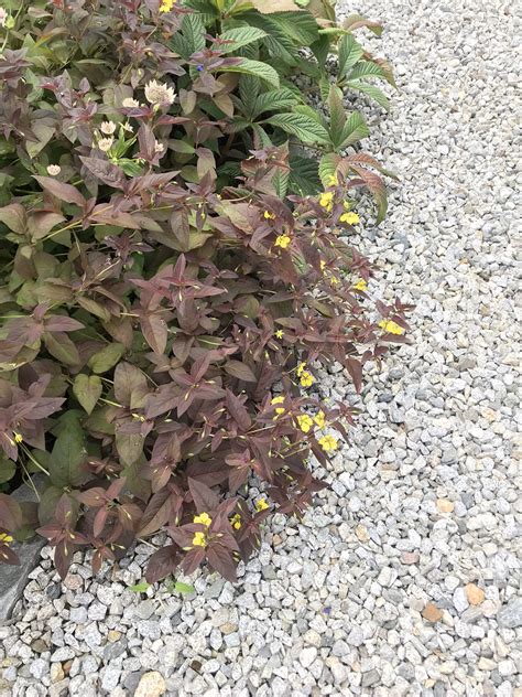 Storhjelm | Hess1.no