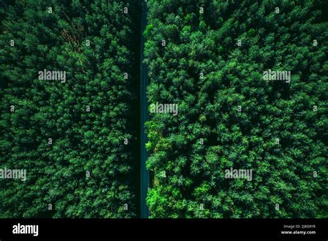 Aerial View on Forest Road in Spring Stock Photo - Alamy