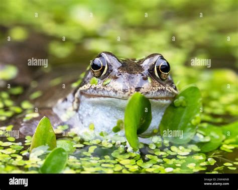 Common Frog Rana Temporaria In A Garden Pond In Ambleside Lake