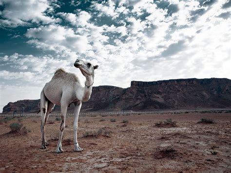 Arabie Saoudite Préparez votre voyage Enroutes