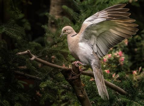 Dove Descending Stan Schaap Photography