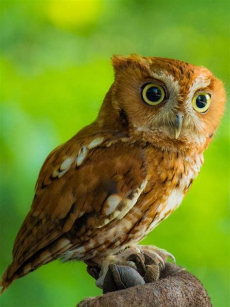 Symbolism Of Seeing An Owl And What Does It Mean | Sarah Scoop