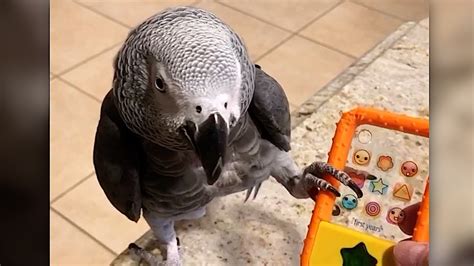 Einstein the talking parrot gets very annoyed with telemarketers