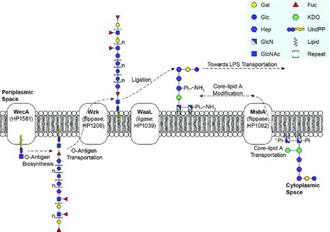 Proposed Model For The Lps Biosynthetic Pathways In H Pylori H