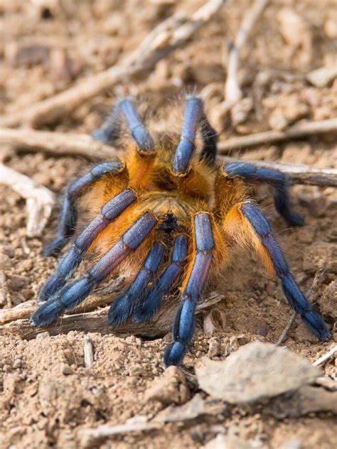 Buy Harpactira Pulchripes Golden Blue Legged Baboon Tarantula — Juice