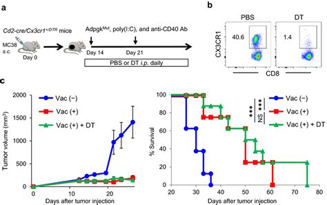 Cx Cr Cd T Cells Are Dispensable For The Antitumor Efficacy Of