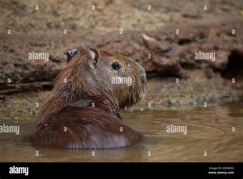 Capybara’s webbed feet hi-res stock photography and images - Alamy