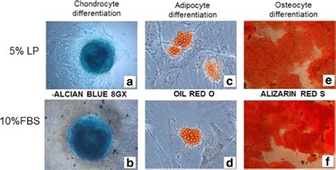 Msc Differentiation Potential Assays Msc Differentiation Potential