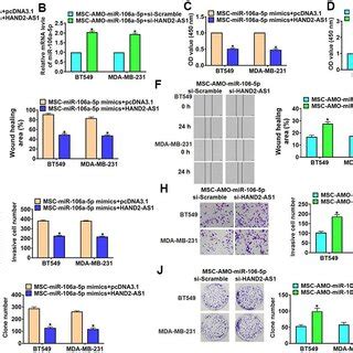 Overexpression Lncrna Hand As Inhibited Progression Of Tnbc Cells By