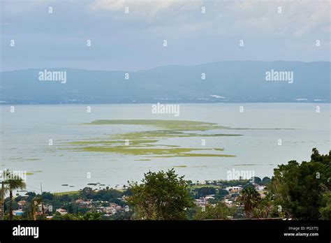 Lake Chapala Mexico 23 August 2018 Invasive Species Water Hyacinths