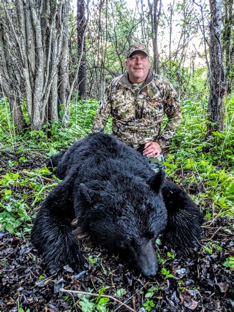 Giant Bc Black Bears