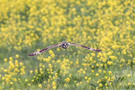 森kei北海道ロス on Twitter 念願だった菜の花とコミミズクを最高の形で撮ることができました 何回も通った甲斐があったよ