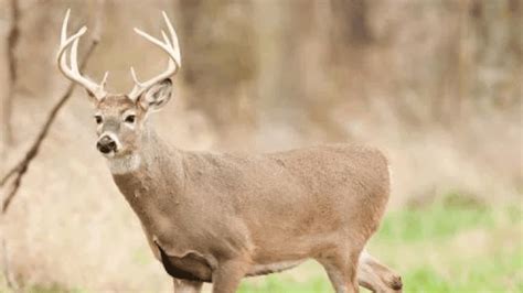 Illinois Officials Urge Hunters To Use Safety Harnesses As Deer Season