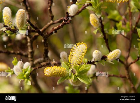 Pussy Willow Catkins Signs Of Spring Stock Photo Alamy