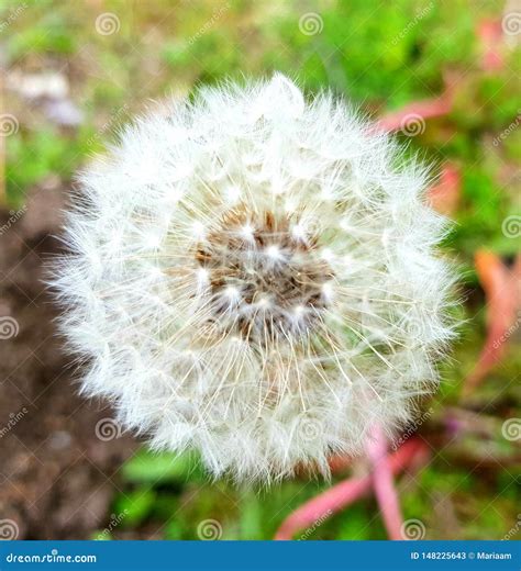 dandeliona flower seed head macro closeup  dandelion stock image