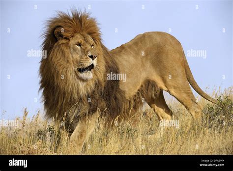 Barbary lion panthera leo extinct hi-res stock photography and images ...