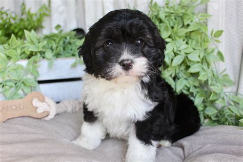 Cavoodle - Stonehaven Park Puppies