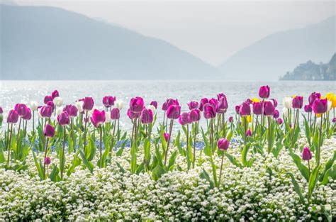 Tulips Side Of Lake Lugano Switzerland Stock Image Image Of Colorful