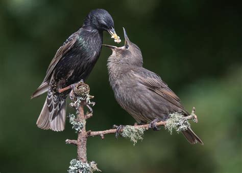 Crowd Results Birds With Seeds In Their Mouths Bird Photo Contest