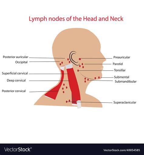 Lymph Nodes In Head And Neck Diagram Lymph Nodes Neck Diagra