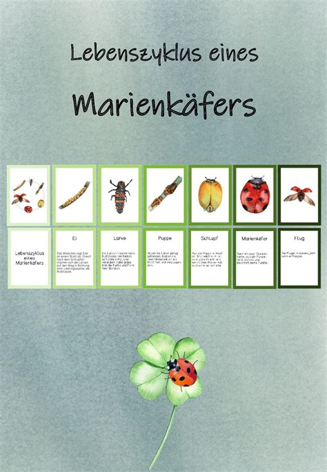 Tafelmaterial Lebenszyklus Marienk Fer Schulwiesel