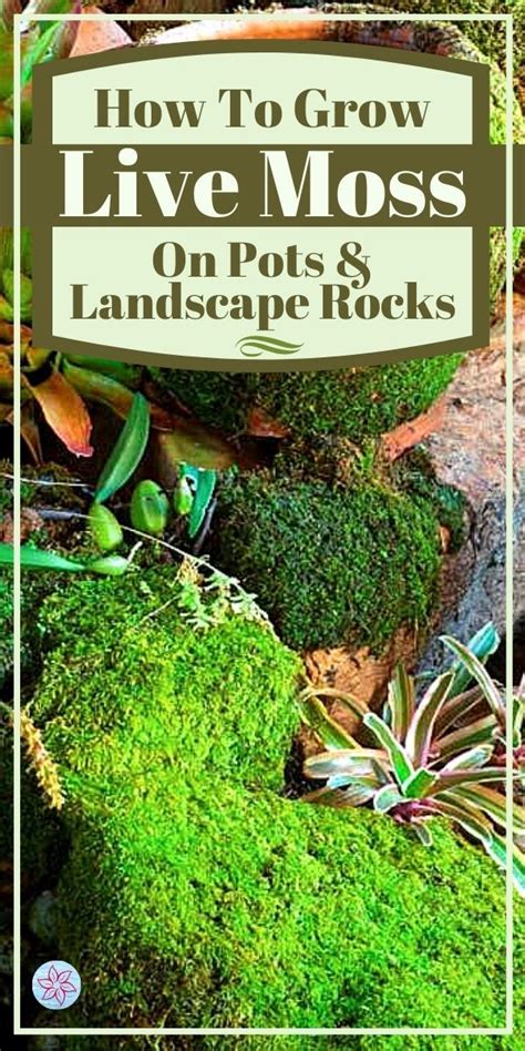 How To Grow Moss On Pots And Rocks Artofit