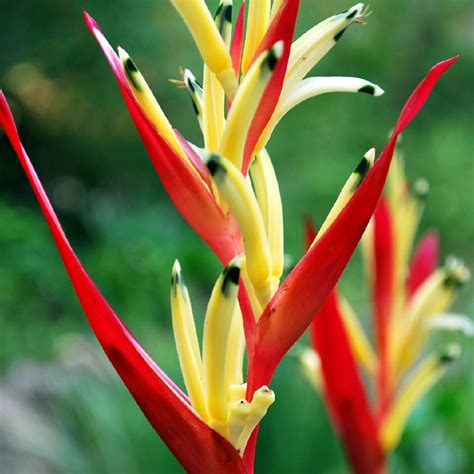 heliconia picturethis