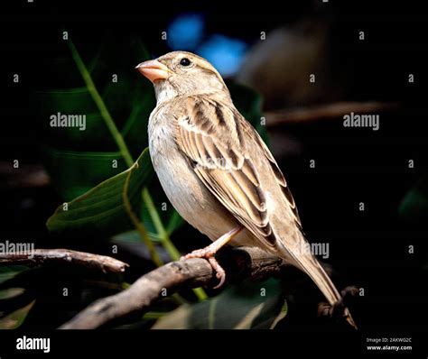 Indian Sparrow Hi Res Stock Photography And Images Alamy