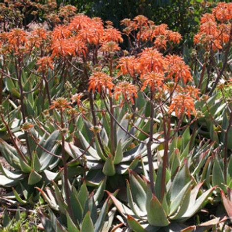 Coral Aloe Aloe Striata Succulent 1 2 H X 2 3 W Red Flower